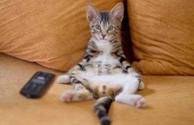 Котенок хотел съесть блюдо из телевизора. Посмотрите – 100% будете смеяться! (ВИДЕО)