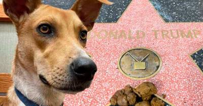 В США нашли коварного пса, справившего нужду на звезду Трампа