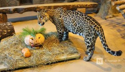 Конкурс на самую большую тыкву объявил нижегородский зоопарк «Лимпопо»