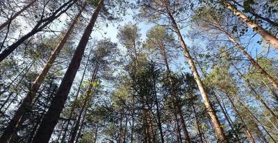 За сутки в Беларуси найдены 6 заблудившихся в лесах, еще троих ищут