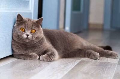 10 кошачьих поступков и привычек, которым зря потакают многие хозяева