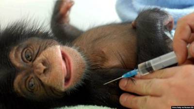 В США начали вакцинировать от коронавируса животных в зоопарках