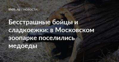 Бесстрашные бойцы и сладкоежки: в Московском зоопарке поселились медоеды