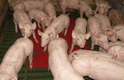 На рынке свинины формируется дефицит