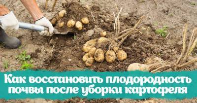 Сосед выкопал картофель первым, позвал на участок и похвастался способом сделать почву плодородной