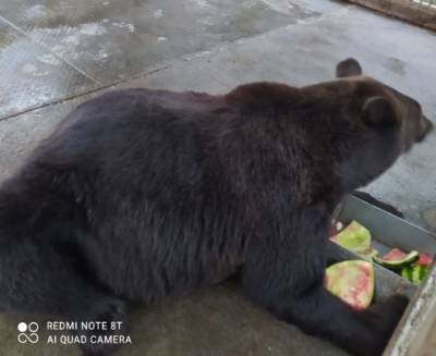 «Вольер загажен, еды нет». Активисты без предупреждения навестили медведя из Сатки