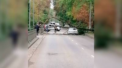 Упавшее на машину дерево стало причиной пробки на одной из Центральных улиц Воронежа