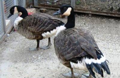 У челябинского зоопарка изымают птиц из-за вспышки гриппа