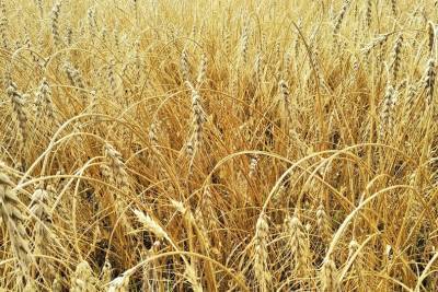 Стало известно, почему в Башкирии не ведут массовую продажу зерна