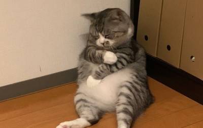 Герой мемов: Фото задремавшего у стены кота развеселило пользователей Сети (ФОТО)