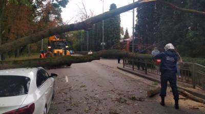 Упавшее на легковушку дерево на одной из центральных улиц Воронежа убрали с дороги