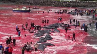 Массовое уничтожение дельфинов и китов произошло у Фарерских островов