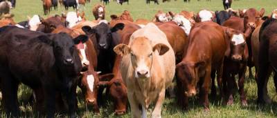 В Севастополе утвержден порядок предоставления льготы на содержание крупного рогатого скота