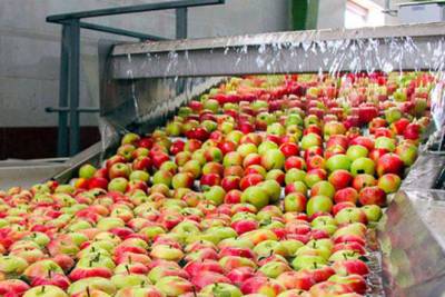Грузия назвала объем переработанных яблок