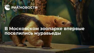 Муравьеды из Красной книги впервые поселились в Московском зоопарке
