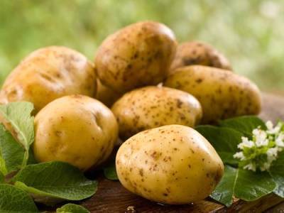 Картофель дорожает даже при высоком урожае