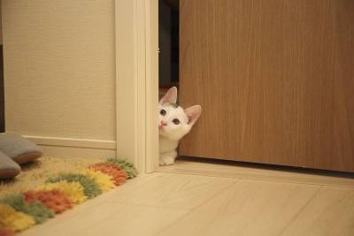 Почему моя кошка мяукает возле дверей?