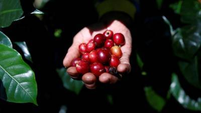 США: новый игрок на рынке производителей кофе?
