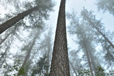 С начала 2021 года задолженность за использование леса в Ленобласти снизилась на 36%
