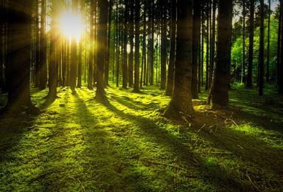 Комитет по природным ресурсам Ленобласти контролирует плату за аренду леса