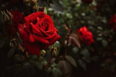 Что нельзя сажать рядом с розами: ошибки, из-за которых плачут огородники
