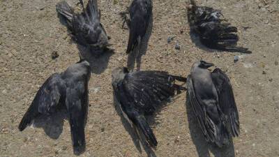 Массовая гибель ворон обеспокоила жителей Новосибирской области