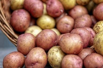 В Брянске из-за погоды дорожает картошка