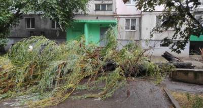 Деревья в Луганске представляют реальную угрозу жизни и здоровью горожан. Администрация ничего не делает