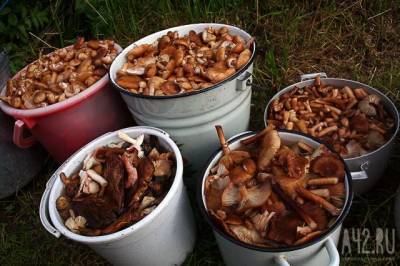 Миколог рассказал, какие грибы могут привести к раку печени