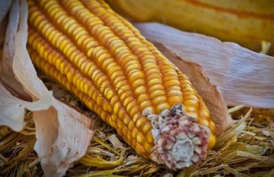 Качественные показатели кукурузы не отличаются от прошлогодних