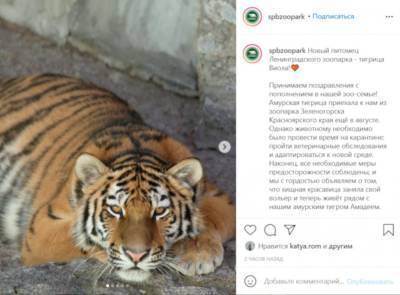 В Ленинградском зоопарке поселилась амурская тигрица Виола