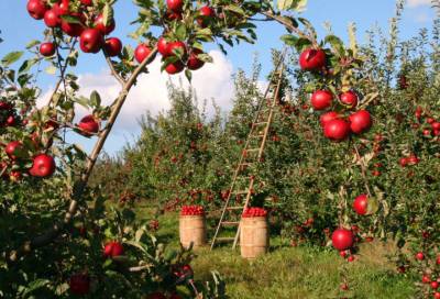 Ленинградские дети получили 10 тонн крымских яблок