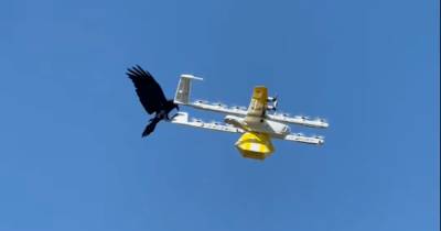 В Австралии ворон атаковал дрон-доставщик (видео)