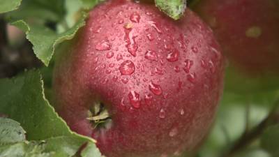 В Беларуси собирают урожай яблок