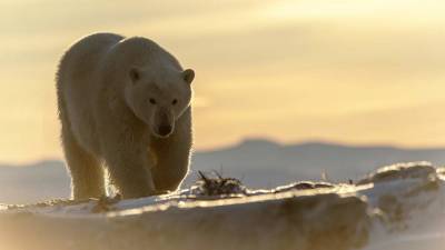 Минприроды разъяснило информацию об охоте на белых медведей в России