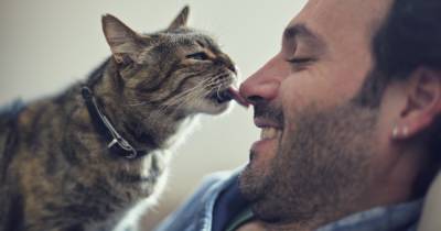 Средоточие любви. Какие породы кошек самые дружелюбные