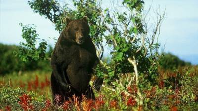 Лениградский заповедник опубликовал видео медвежьих танцев