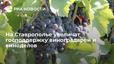 На Ставрополье увеличат господдержку виноградарей и виноделов