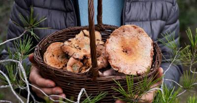 Блогеры поделились лайфхаками по сбору грибов