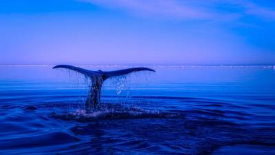 На Фарерских островах местные жители убили 53 кита без геолокационных датчиков