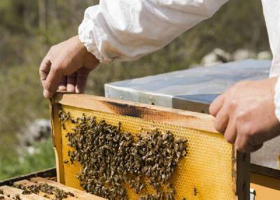 В Смоленской области введут единую форму паспорта для пчеловодческих пасек