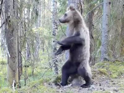 Видео дня: медведь станцевал «Ламбаду» в Нижне-Свирском заповеднике - bloknot.ru - Ленинградская обл.