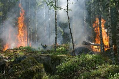 Число лесных пожаров в Крыму сократилось на 84%