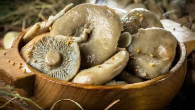 О смертельной опасности соленых грибов предупредили микологи