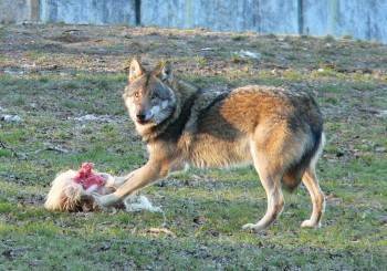 Волки оккупируют Вологодчину и продолжают убивать собак