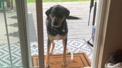 Произошел конфуз! Собака очень забавно просит хозяйку открыть уже открытую дверь (Видео)