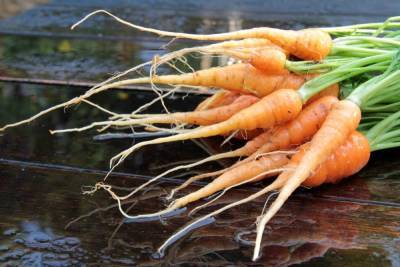 Мелкая морковь: почему такая выросла и куда ее девать