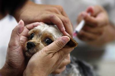 В Курске вновь проведут бесплатную выездную вакцинацию животных