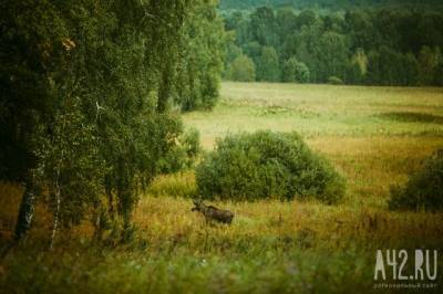 В Кузбассе браконьер застрелил лося