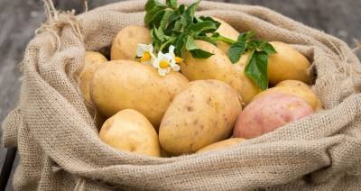 Беларусь полностью обеспечивает себя картофелем и готова делиться урожаем с соседями